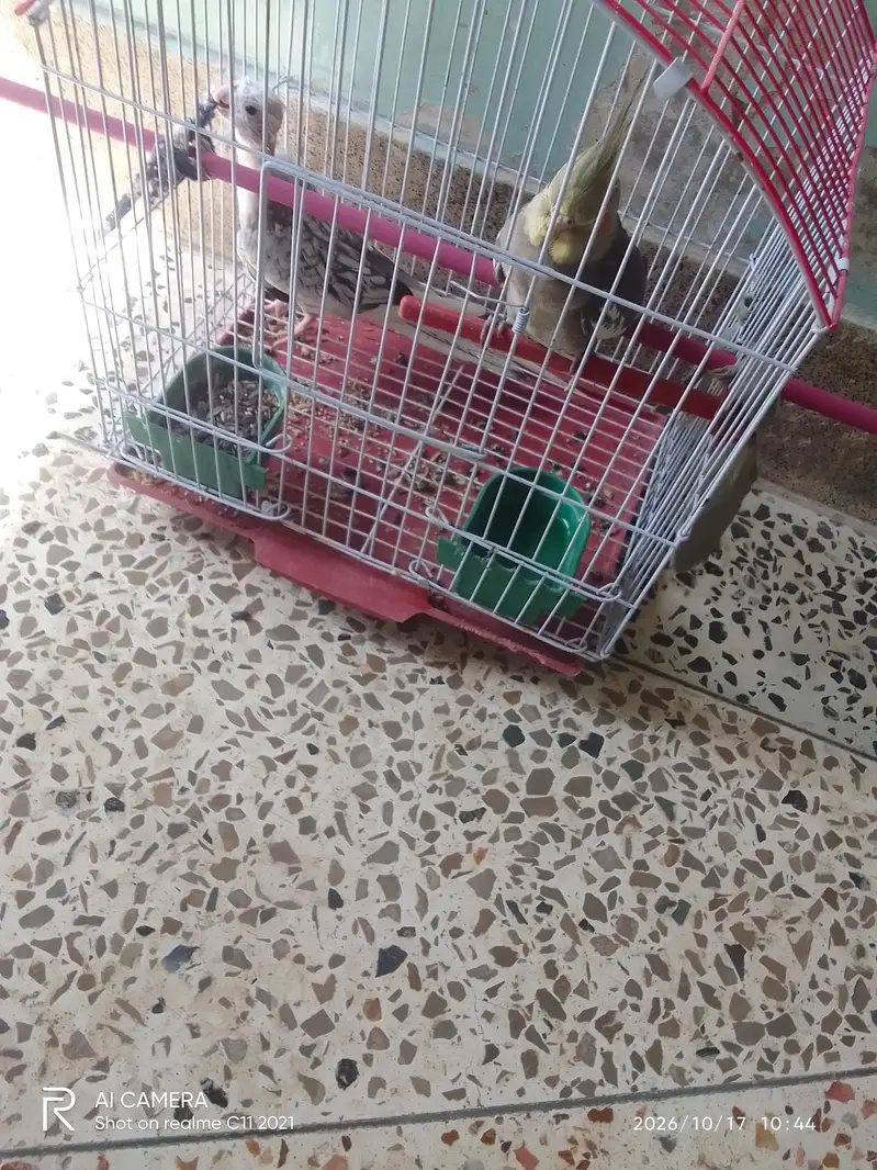 cocktail piar for sale exchange — photo 5
