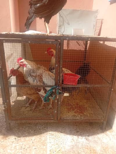 selling chickens