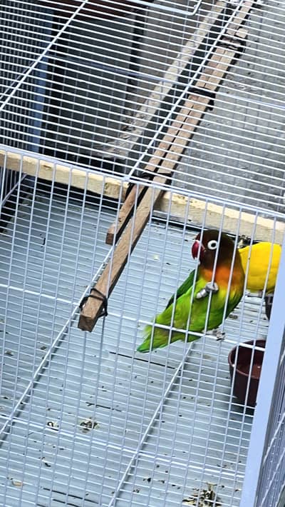 I am selling love birds with cage