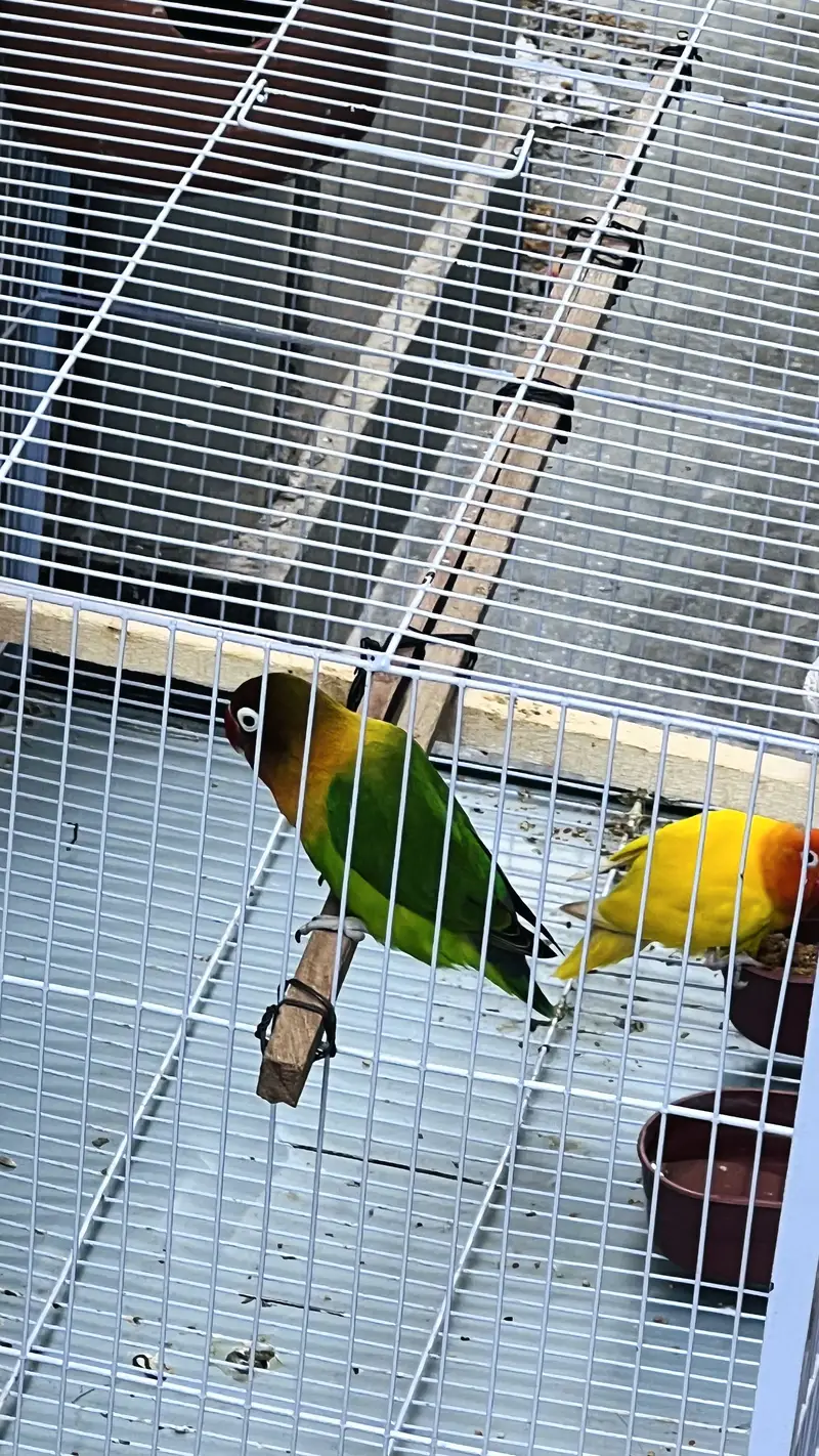 I am selling love birds with cage — photo 2