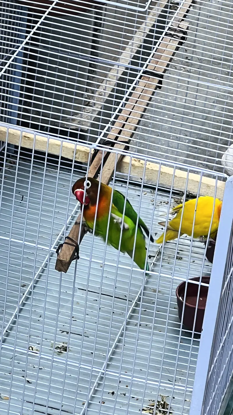 I am selling love birds with cage — photo 3