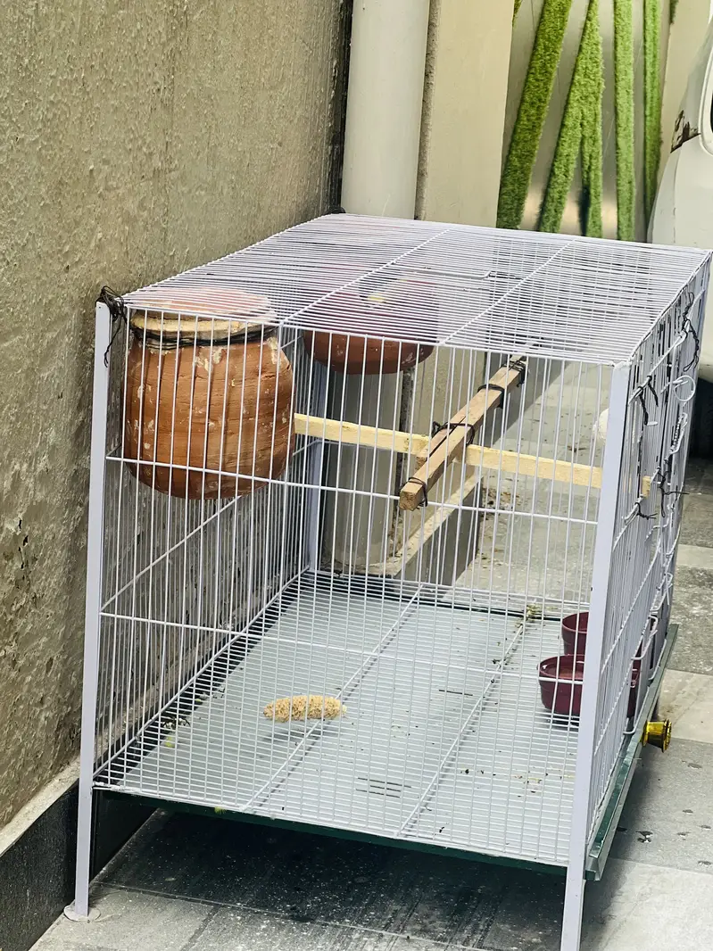 I am selling love birds with cage — photo 4