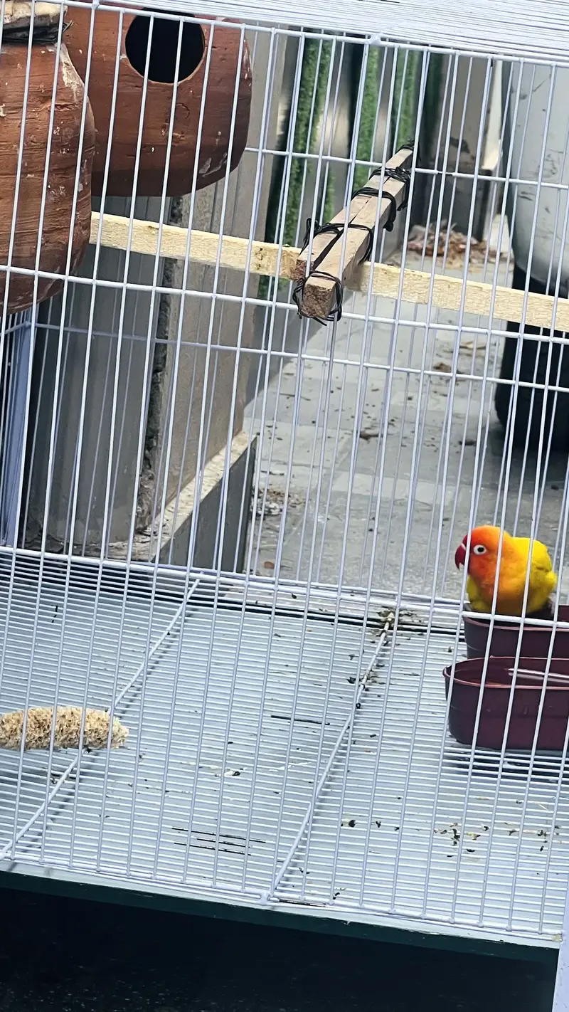 I am selling love birds with cage — photo 5
