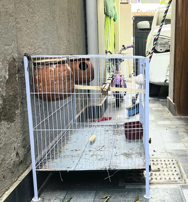I am selling love birds with cage — photo 6
