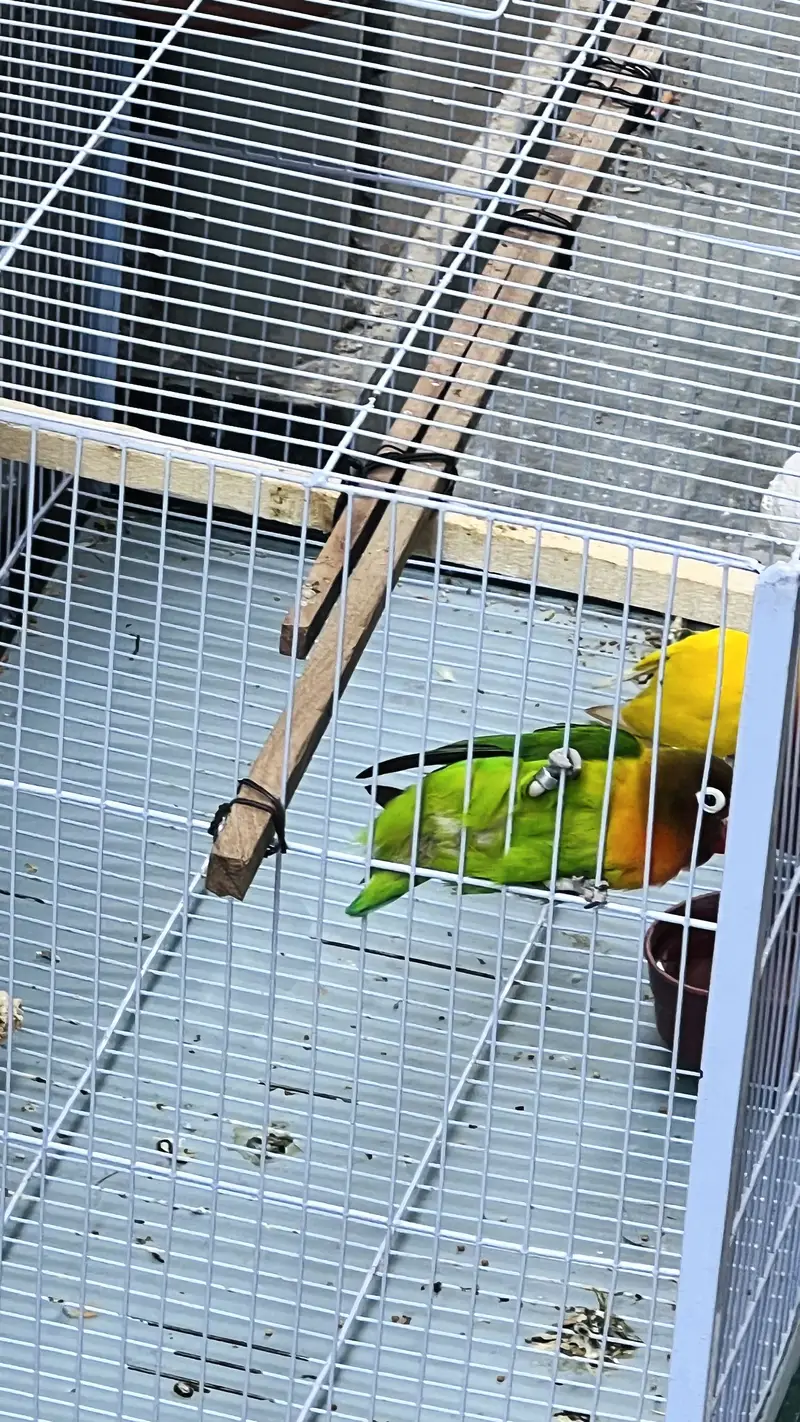 I am selling love birds with cage — photo 7