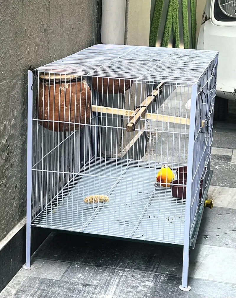 I am selling love birds with cage — photo 8