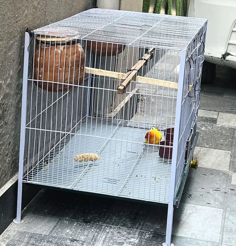 I am selling love birds with cage — photo 9