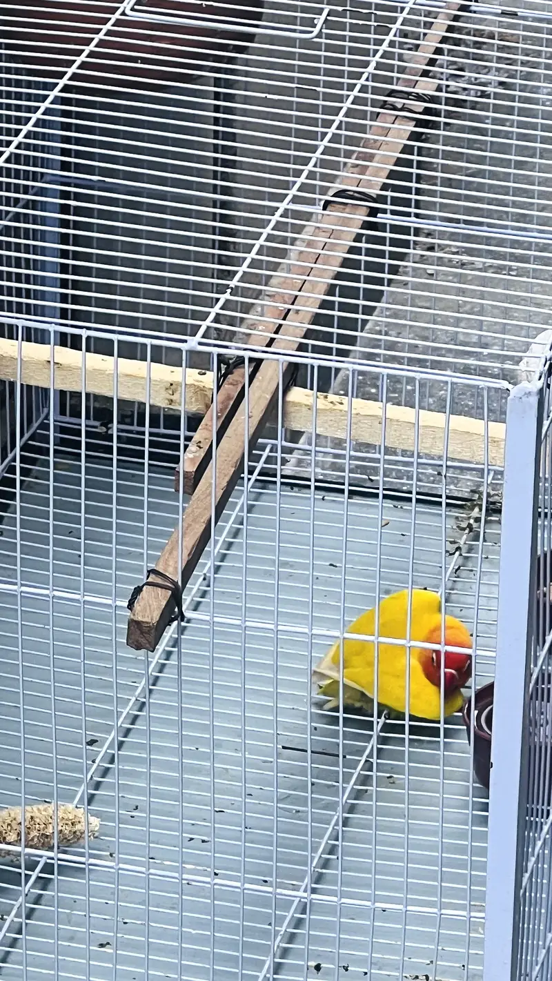 I am selling love birds with cage — photo 10