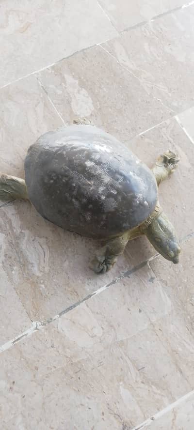 Fresh water turtle