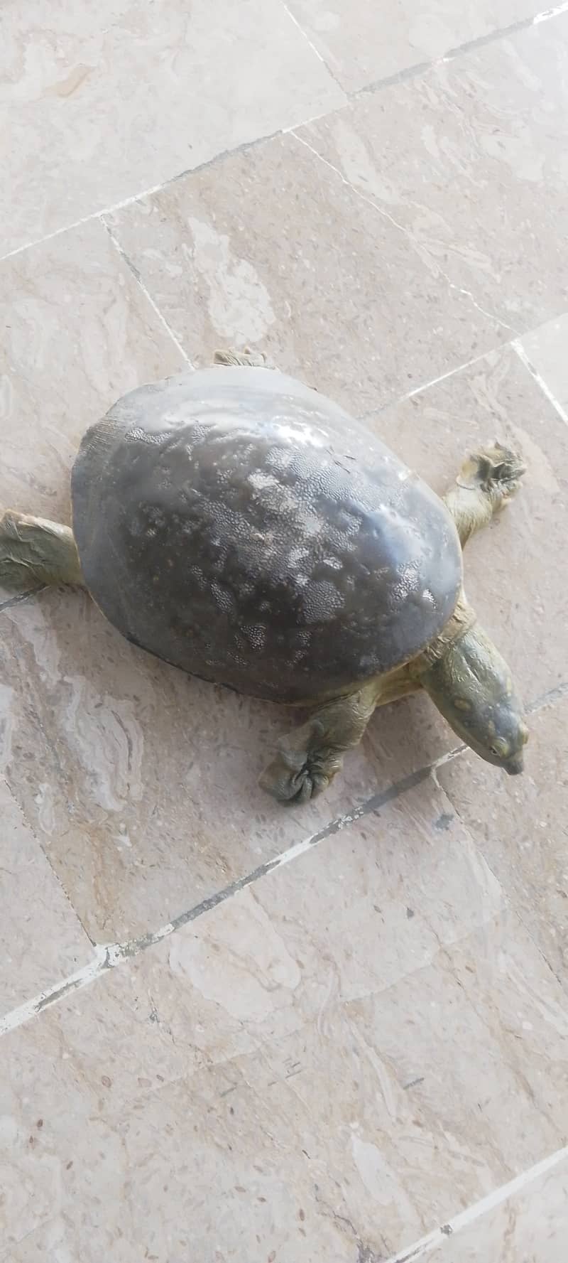 Fresh water turtle 0