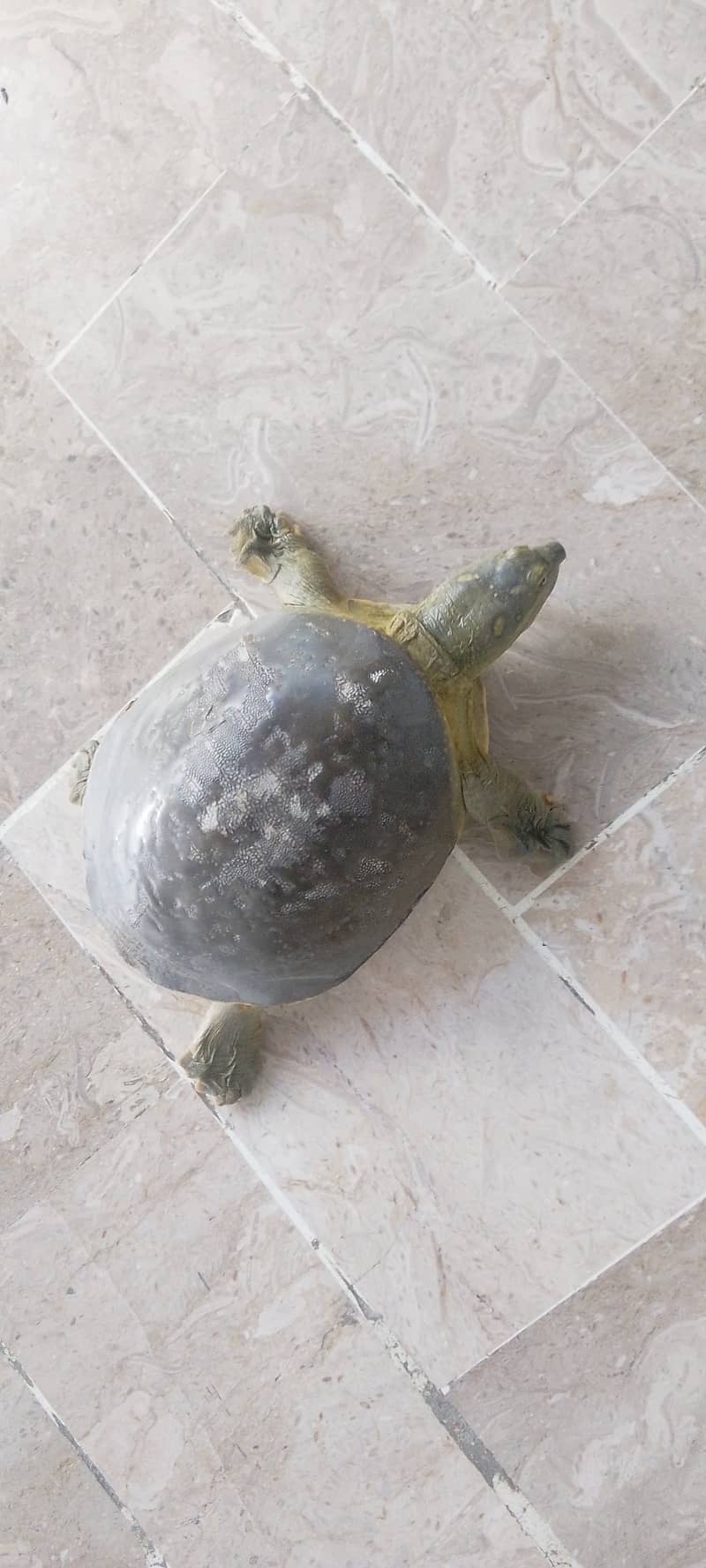 Fresh water turtle 1
