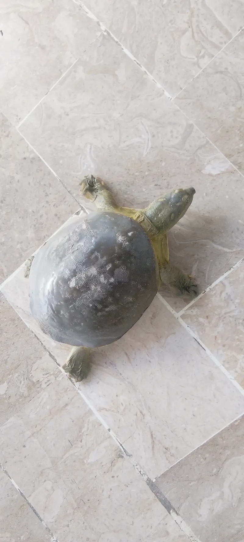Fresh water turtle — photo 2