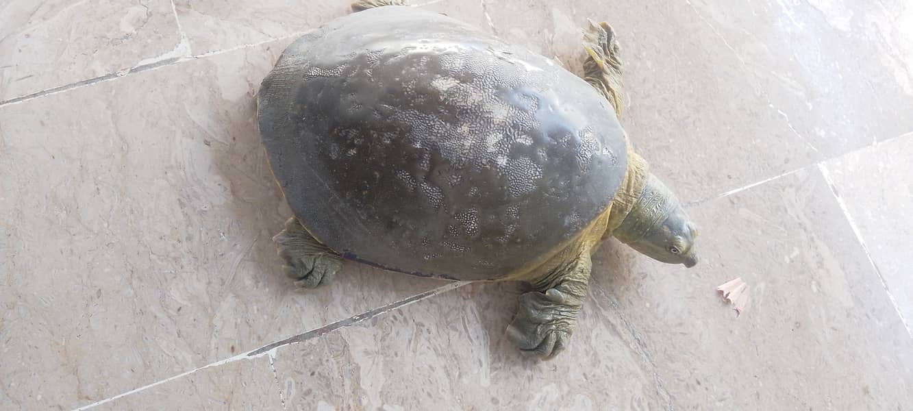 Fresh water turtle 2