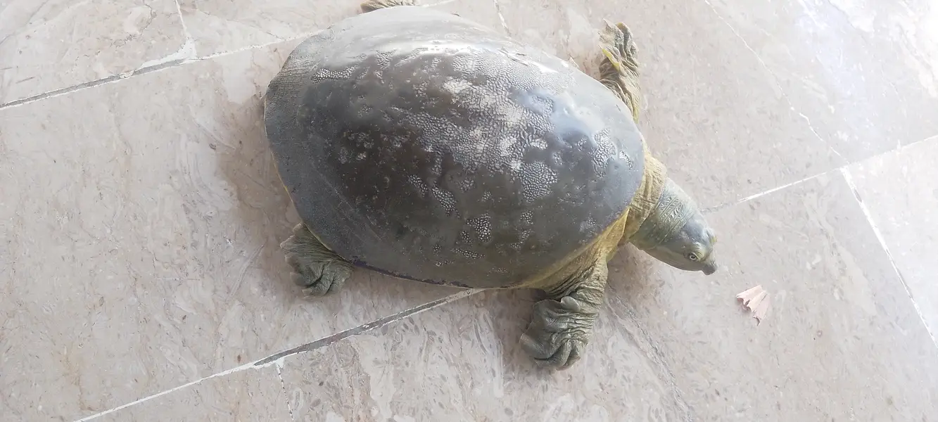 Fresh water turtle — photo 3