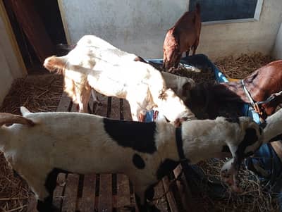 Pure Rajanpuri / Beetal Goat for Sale