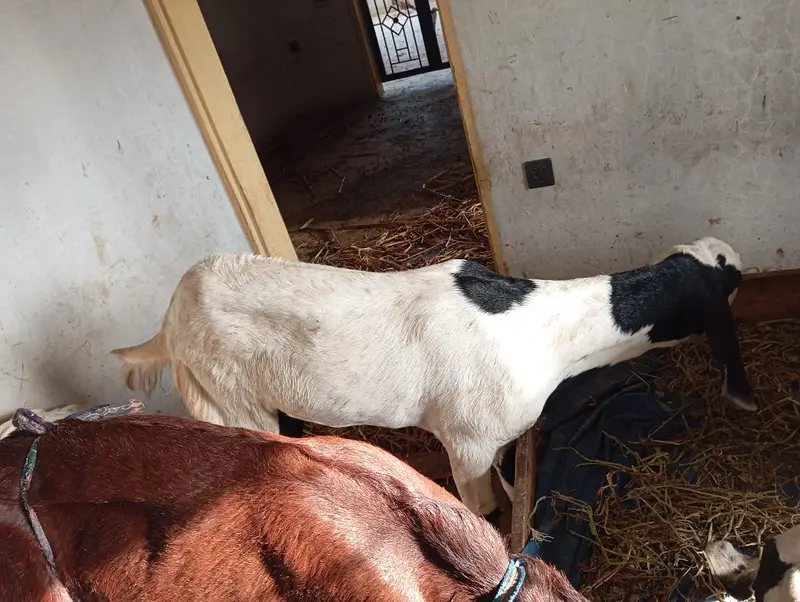 Pure Rajanpuri / Beetal Goat for Sale — photo 2
