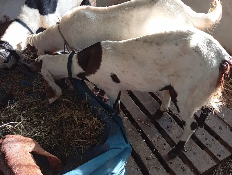 Pure Rajanpuri / Beetal Goat for Sale — photo 3