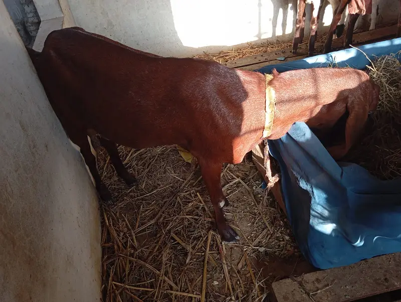 Pure Rajanpuri / Beetal Goat for Sale — photo 4