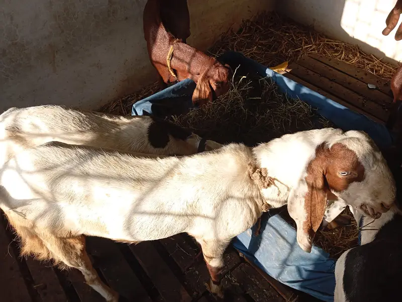 Pure Rajanpuri / Beetal Goat for Sale — photo 5