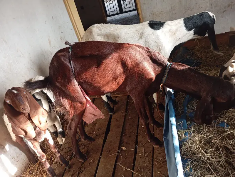 Pure Rajanpuri / Beetal Goat for Sale — photo 6