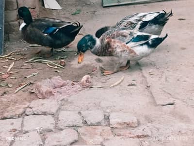 3 ducks