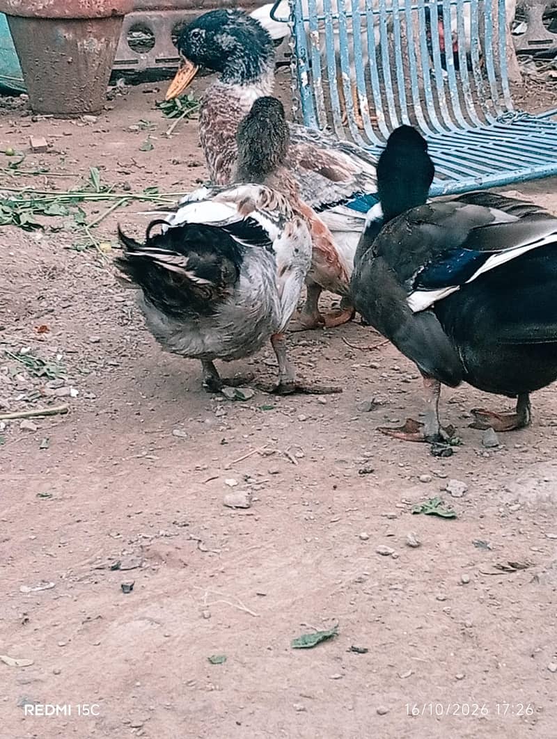 3 ducks 1