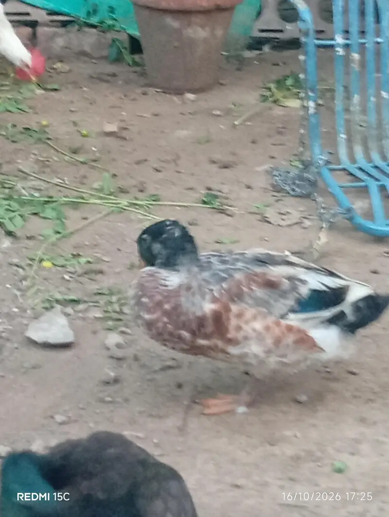 3 ducks — photo 3