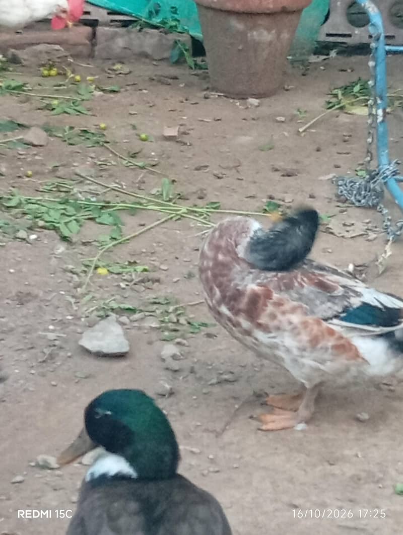 3 ducks 3