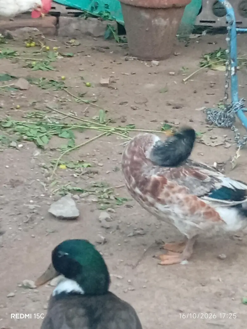 3 ducks — photo 4