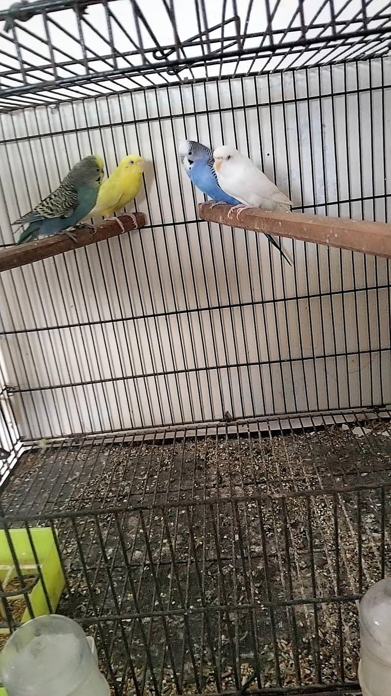 Australian pair 0