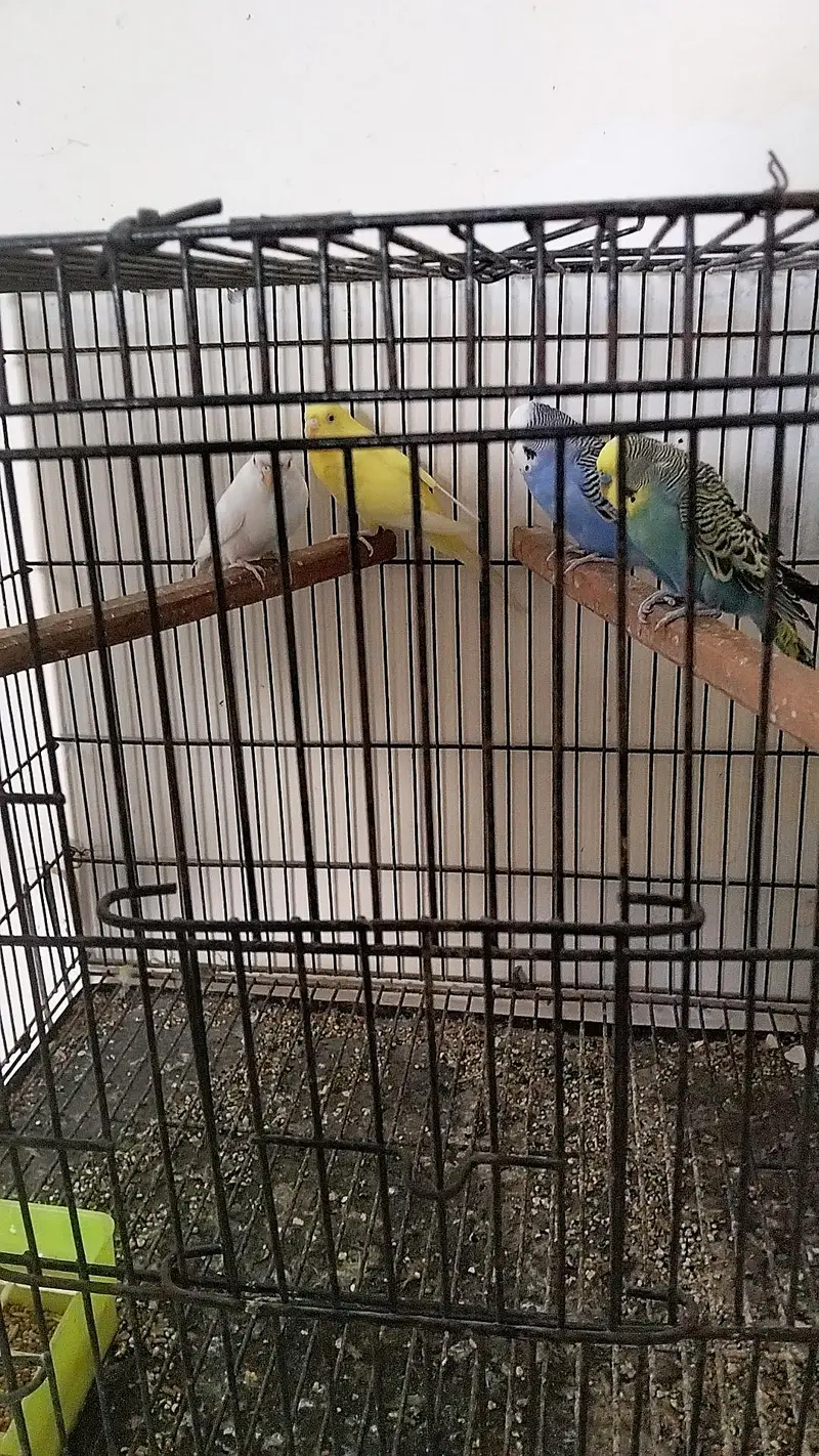 Australian pair — photo 2