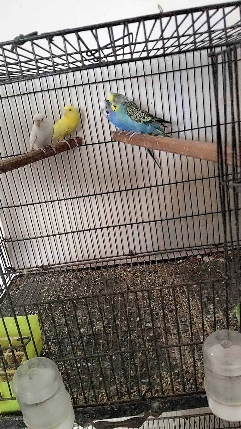 Australian pair 2