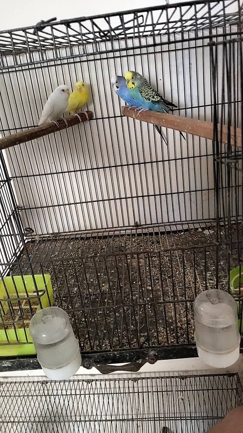Australian pair 3