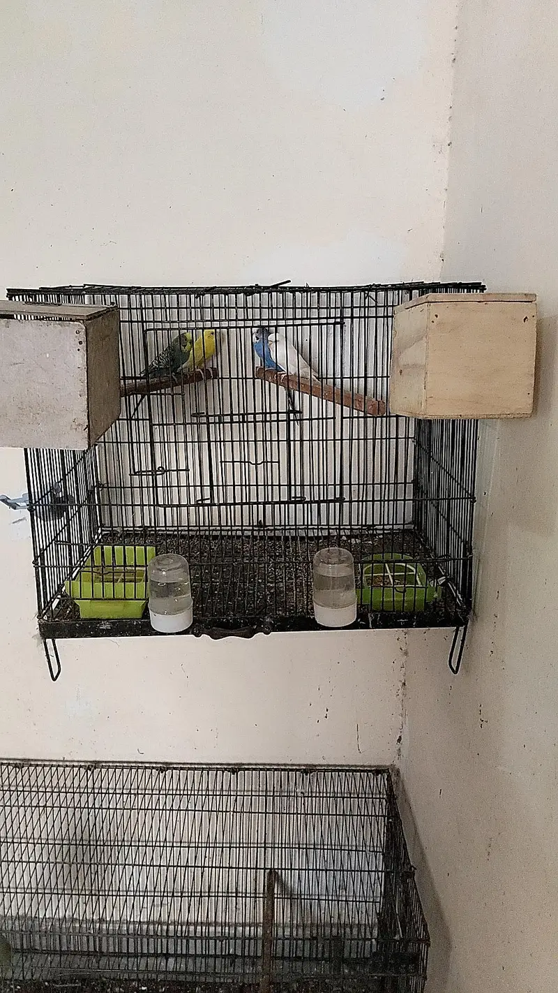 Australian pair — photo 5