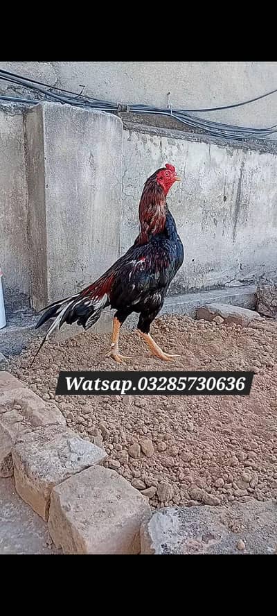 Aseel Patha Murghi Murga Hen Rooster pathi madi egg chick