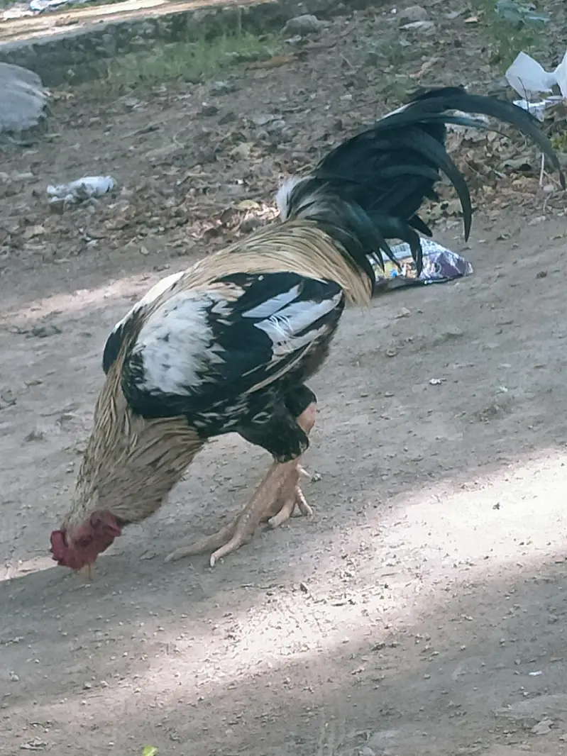 Aseel — photo 2