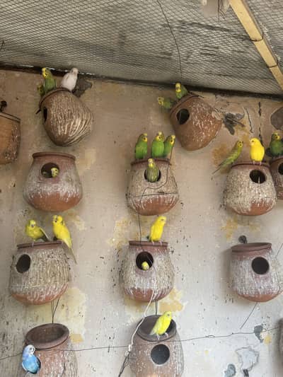 Australian Budgie parrots 500 each