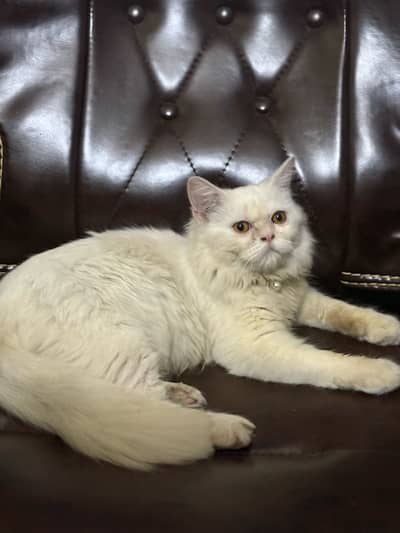 Persian female cat