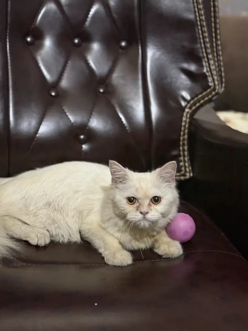 Persian female cat — photo 2