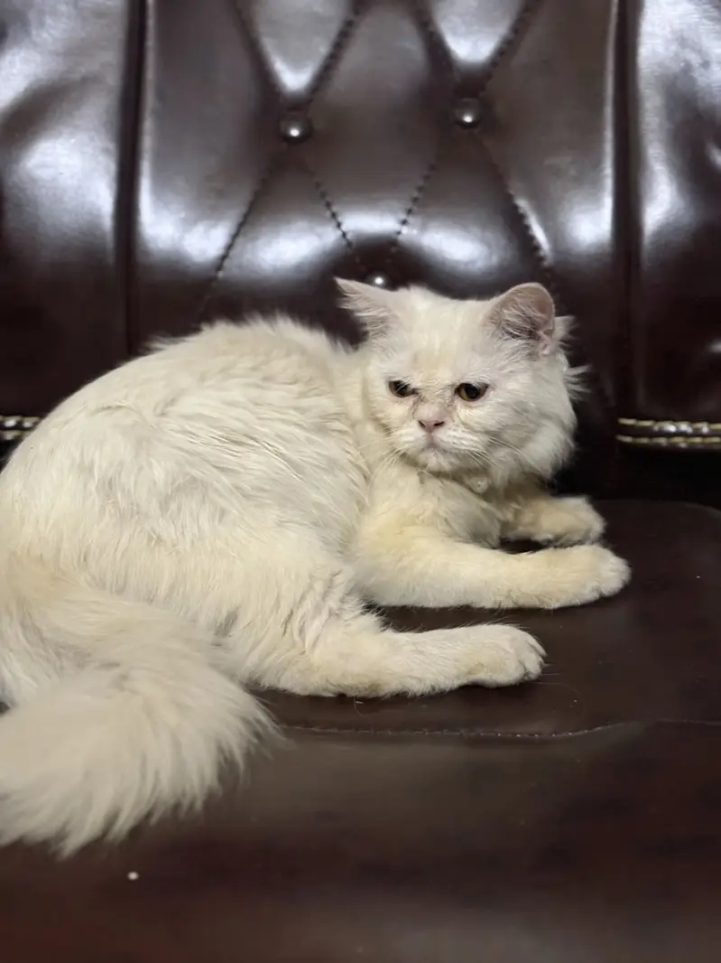 Persian female cat — photo 3