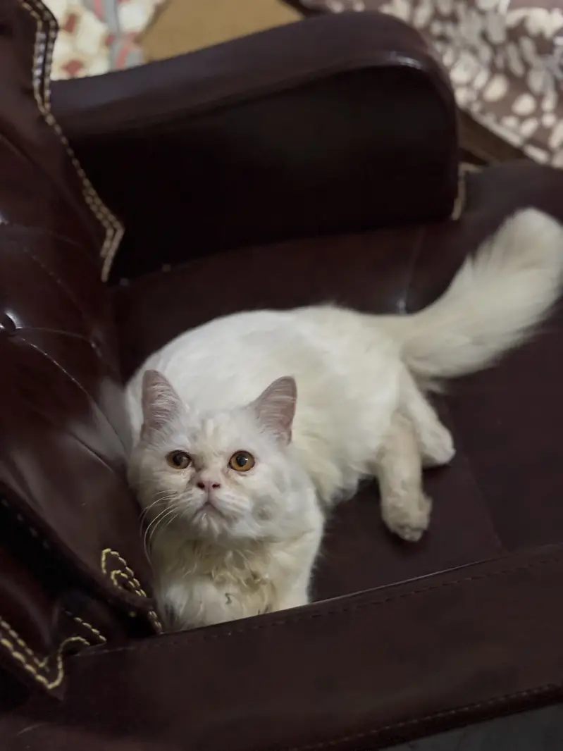 Persian female cat — photo 4