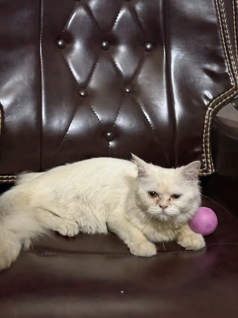 Persian female cat — photo 5