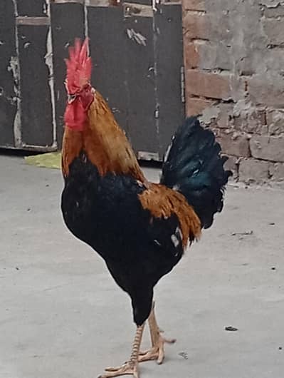 large size golden misri