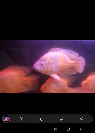 Alligator gar and Oscar fishes up for sale