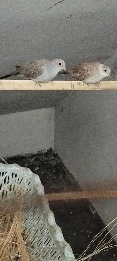 diamond dove pair. dove chick