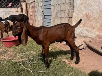 3 goats for sale 2 female 1 male