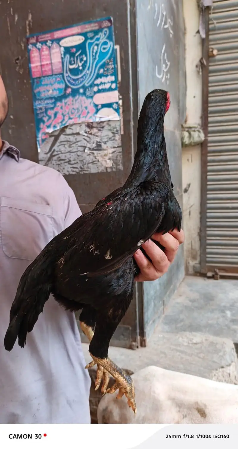 real shamo aseel — photo 4