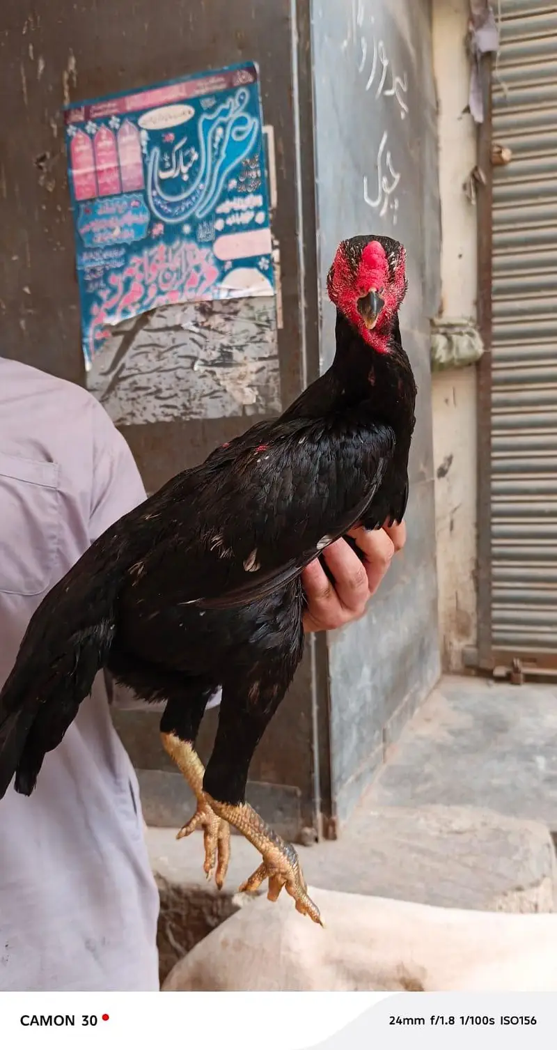 real shamo aseel — photo 6