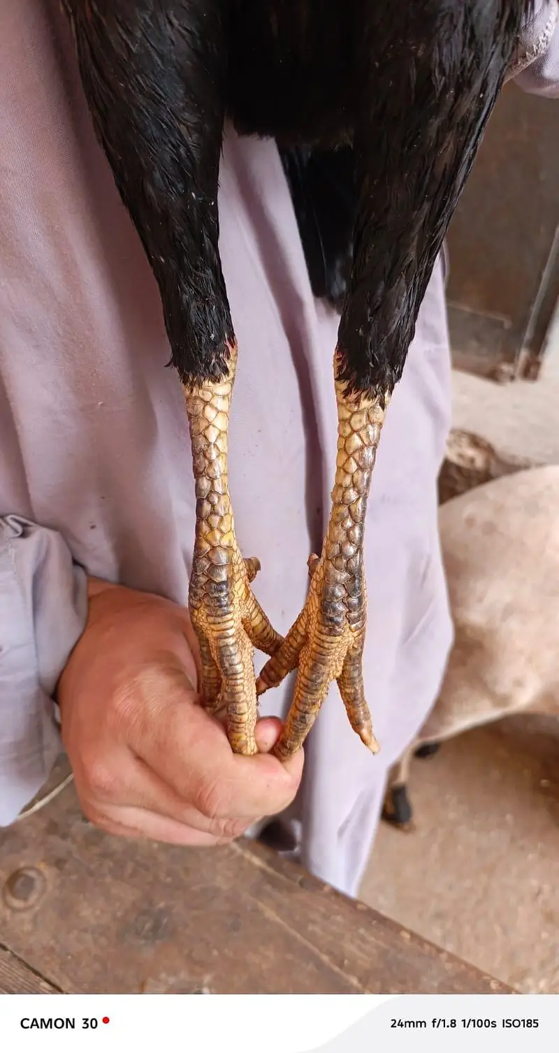 real shamo aseel — photo 7