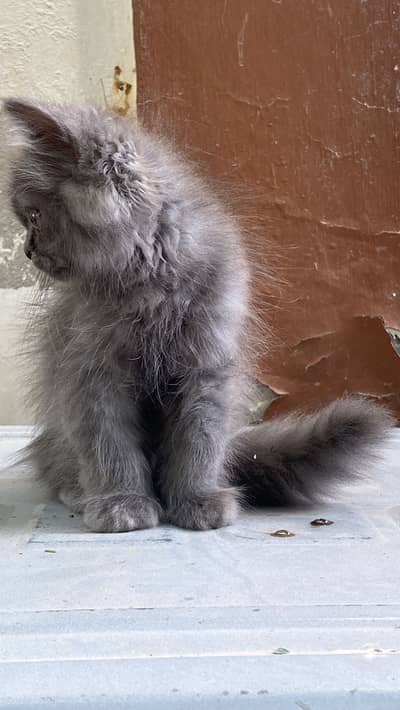 Triple coat Persian male kitten